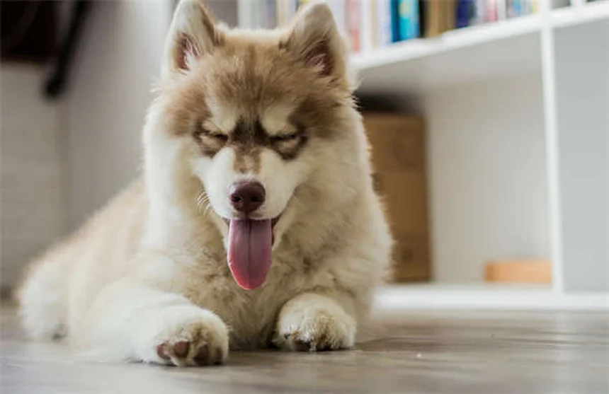 Síndrome de Fanconi em Cães: Tudo o que Você Precisa Saber