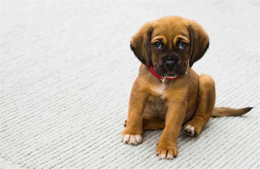 Síndrome de Fanconi em Cães: Tudo o que Você Precisa Saber
