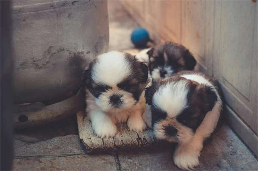 Por que falamos com nossos pets? Descubra os benefícios incríveis!
