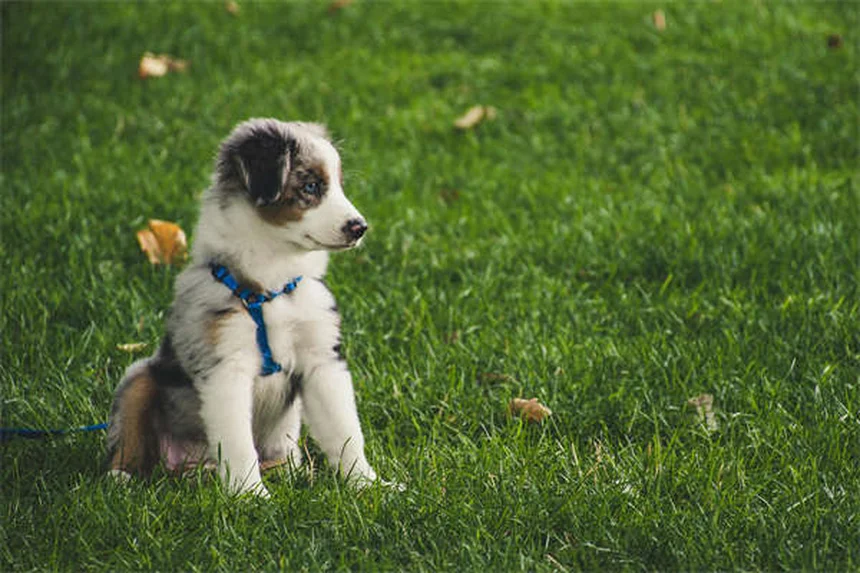 18 Raças de Cães que Adoram Água: Descubra o Seu Companheiro Aquático Ideal