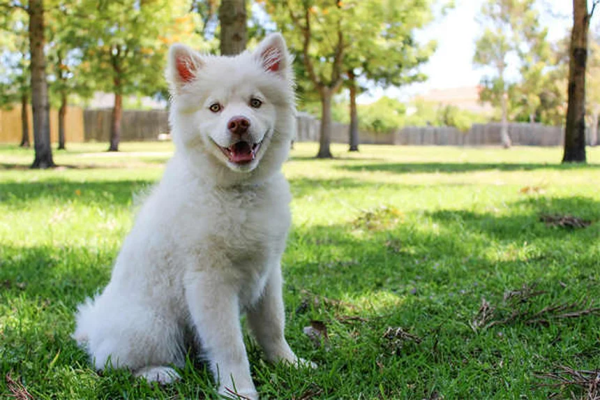 Pulgas em Cães: Como Identificar e Eliminar Esses Parasitas Irritantes