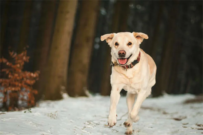Seguro para cães vale a pena? Descubra como proteger seu pet!