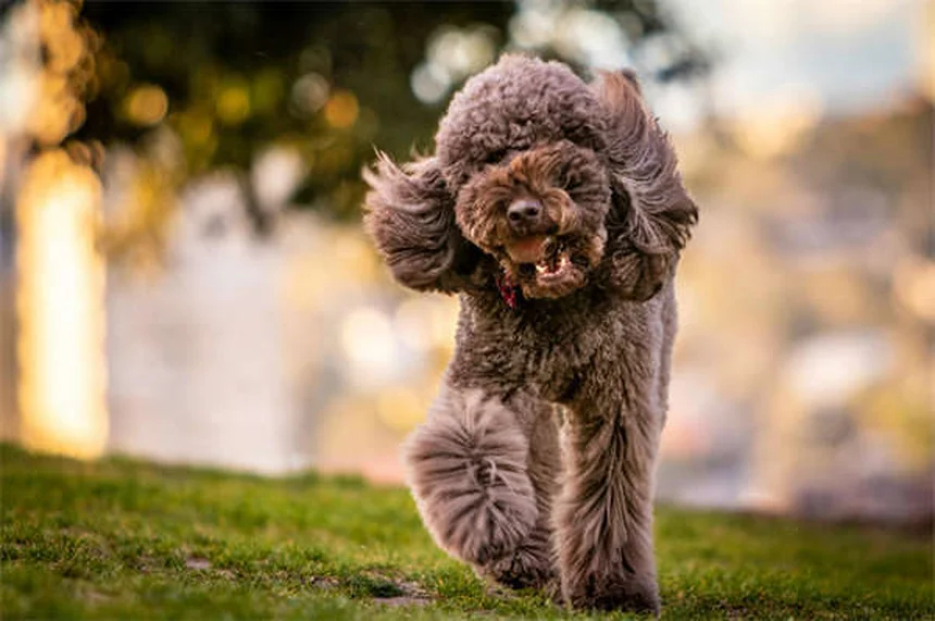 7 Raças de Cães que Parecem Gatos - Perfeitos para Donos de Felinos