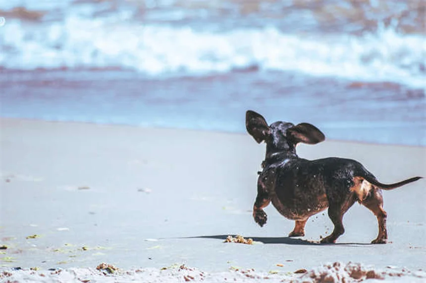 Comportamentos Compulsivos em Cães: Como Identificar e Tratar