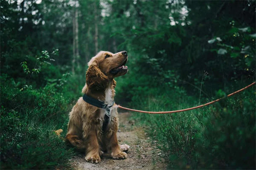 Comportamentos Compulsivos em Cães: Como Identificar e Tratar