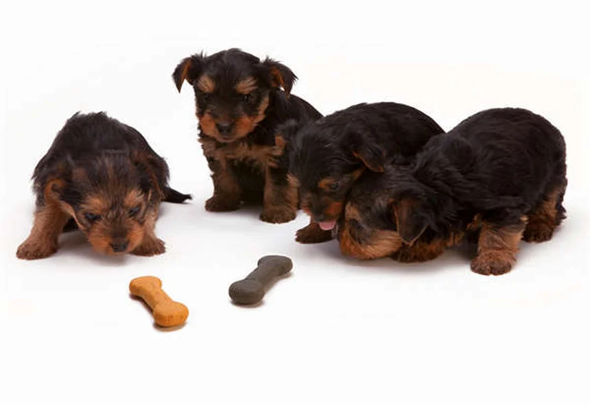 Comportamentos Compulsivos em Cães: Como Identificar e Tratar