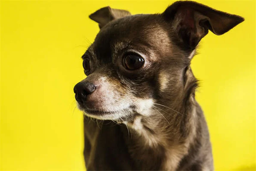 7 Motivos Pelos Quais Seu Cão Deita em Cima de Você