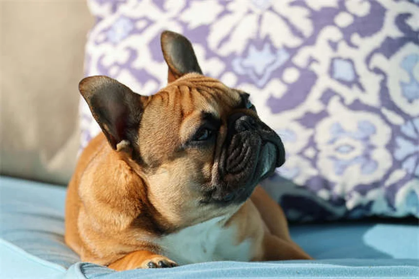 Seguro dental para pets: vale a pena? Veja como proteger seu bichinho