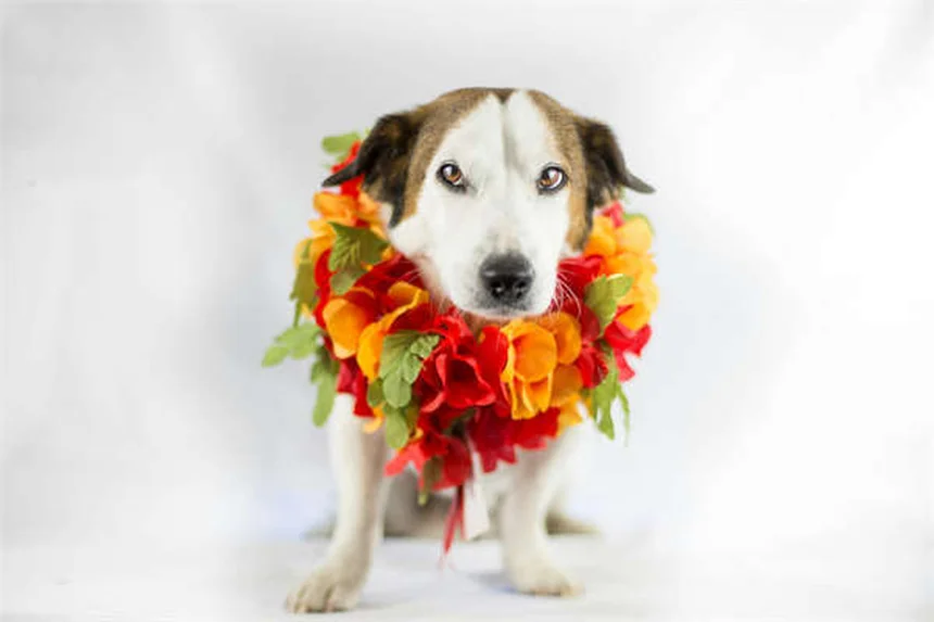 7 truques geniais para estimular a mente do seu cão