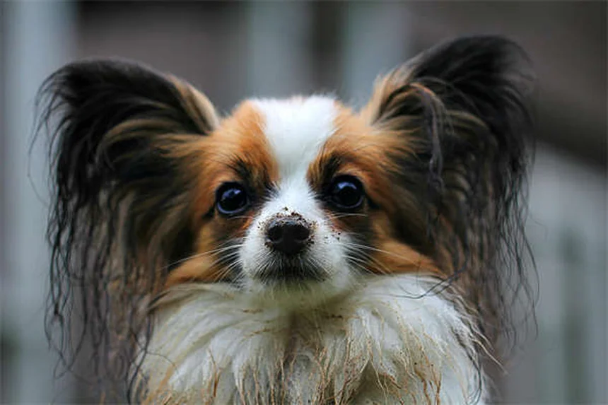 Cuidados dentários para pets: como escolher os melhores produtos com selo VOHC