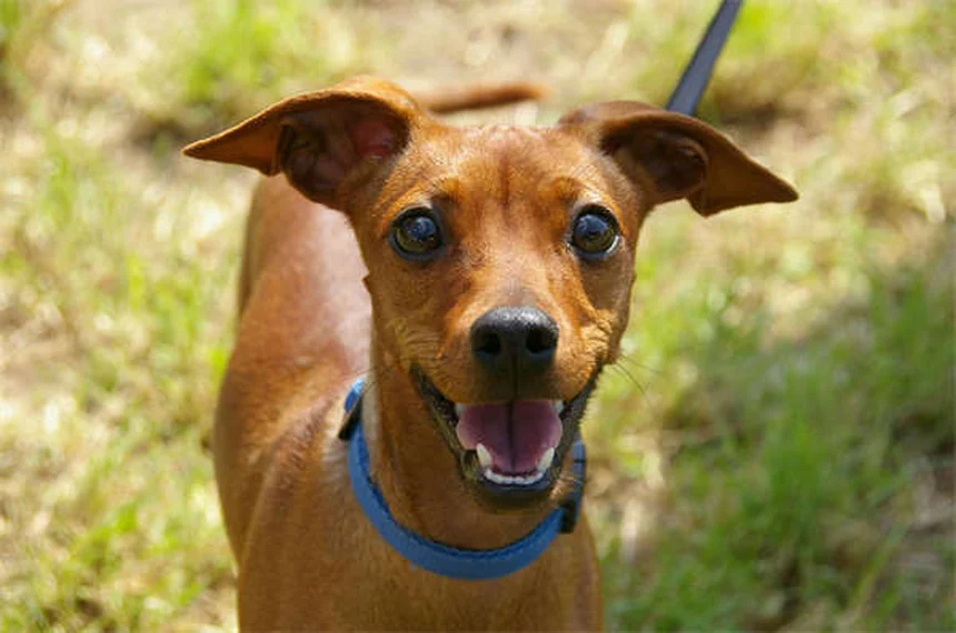 Cães podem ter transtorno bipolar? Descubra a verdade sobre o humor canino!
