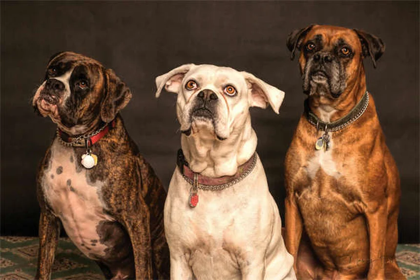 Por que os cães latem? 5 motivos e soluções práticas