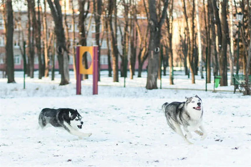Por que os cães latem? 5 motivos e soluções práticas