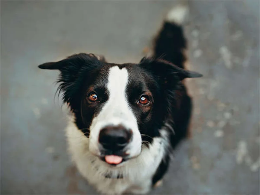10 Dicas Rápidas para se Tornar um Treinador de Cães de Sucesso