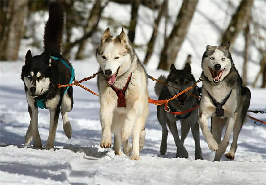 Proin® para cães: como funciona e quando usar [Guia 2024]