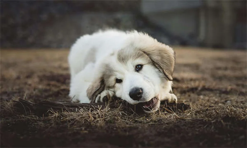 Palmeira-sagu é perigosa para cães? Descubra os riscos!