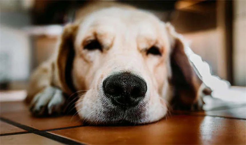 Palmeira-sagu é perigosa para cães? Descubra os riscos!